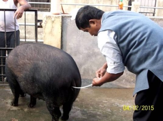 AI in pigs